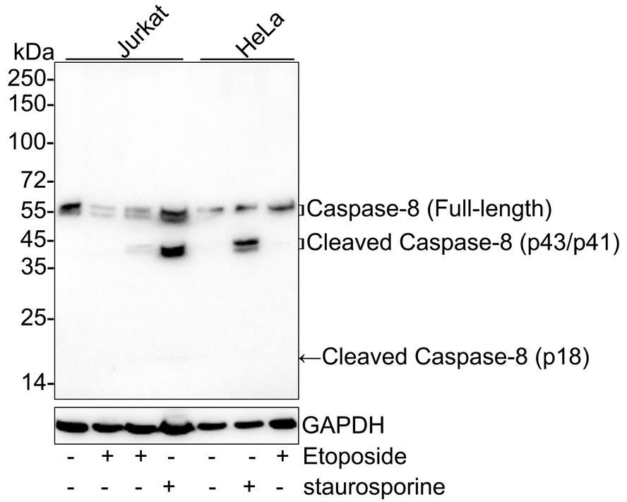 Western blot analysis on different lysates with NBP3-32109 at 1/2,000 dilution. Lane 1: Jurkat cell lysate (30 µg/Lane) Lane 2: Jurkat treated with 25μM Etoposide for 5 hours cell lysate (30 µg/Lane) Lane 3: Jurkat treated with 25μM Etoposide for 16 hours cell lysate (30 µg/Lane) Lane 4: Jurkat treated with 1μM staurosporine for 3 hours cell lysate (30 µg/Lane) Lane 5: HeLa cell lysate (30 µg/Lane) Lane 6: HeLa treated with 1μM staurosporine for 3 hours cell lysate (30 µg/Lane) Lane 7: HeLa treated with 100μM Etoposide for 4 hours cell lysate (30 µg/Lane) Predicted band size: 55 kDa Observed band size: 18-55 kDa Exposure time: 3 minutes;  4-20% SDS-PAGE gel. Proteins were transferred to a PVDF membrane and blocked with 5% NFDM/TBST for 1 hour at room temperature. NBP3-32109 at 1/2,000 dilution was used in antibody diluent at 4℃ overnight. Goat Anti-Rabbit IgG [HRP] Secondary Antibody at 1/50,000 dilution was used for 1 hour at room temperature.