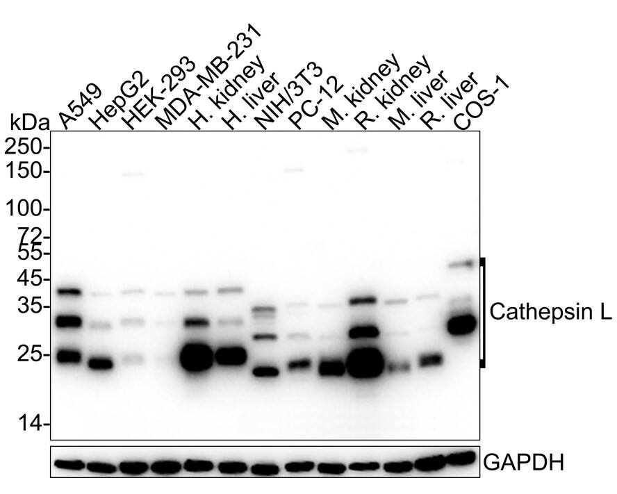 Western blot analysis on different lysates with NBP3-32112 at 1/5,000 dilution. Lane 1: A549 cell lysate (15 µg/Lane) Lane 2: HepG2 cell lysate (15 µg/Lane) Lane 3: HEK-293 cell lysate (15 µg/Lane) Lane 4: MDA-MB-231 cell lysate (15 µg/Lane) Lane 5: Human kidney tissue lysate (30 µg/Lane) Lane 6: Human liver tissue lysate (30 µg/Lane) Lane 7: NIH/3T3 cell lysate (15 µg/Lane) Lane 8: PC-12 cell lysate (15 µg/Lane) Lane 9: Mouse kidney tissue lysate (30 µg/Lane) Lane 10: Rat kidney tissue lysate (30 µg/Lane) Lane 11: Mouse liver tissue lysate (30 µg/Lane) Lane 12: Rat liver tissue lysate (30 µg/Lane) Lane 13: COS-1 cell lysate (15 µg/Lane) Predicted band size: 38 kDa Observed band size: 20-45 kDa Exposure time: 10 seconds; 4-20% SDS-PAGE gel. Proteins were transferred to a PVDF membrane and blocked with 5% NFDM/TBST for 1 hour at room temperature. NBP3-32112 at 1/5,000 dilution was used in 5% NFDM/TBST at 4℃ overnight. Goat Anti-Rabbit IgG [HRP] Secondary Antibody at 1/50,000 dilution was used for 1 hour at room temperature.