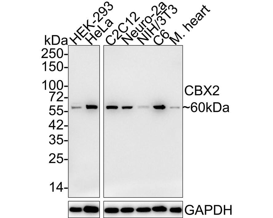 Western blot analysis on different lysates with NBP3-32114 at 1/1,000 dilution. Lane 1: HEK-293 cell lysate Lane 2: HeLa cell lysate Lane 3: C2C12 cell lysate Lane 4: Neuro-2a cell lysate Lane 5: NIH/3T3 cell lysate Lane 6: C6 cell lysate Lane 7: Mouse heart tissue lysate Lysates/proteins at 25 µg/Lane. Predicted band size: 56 kDa Observed band size: 60 kDa Exposure time: 2 minutes 10 seconds; 4-20% SDS-PAGE gel. Proteins were transferred to a PVDF membrane and blocked with 5% NFDM/TBST for 1 hour at room temperature. NBP3-32114 at 1/1,000 dilution was used in 5% NFDM/TBST at 4℃ overnight. Goat Anti-Rabbit IgG [HRP] Secondary Antibody at 1/50,000 dilution was used for 1 hour at room temperature.