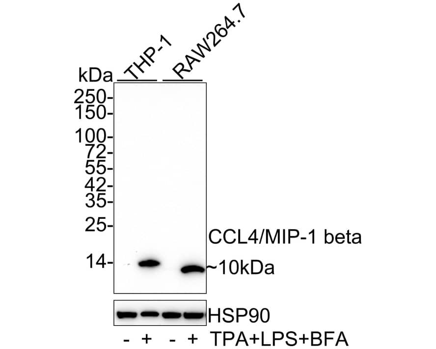 Western blot analysis on different lysates with NBP3-32115 at 1/1,000 dilution. Lane 1: THP-1 cell lysate Lane 2: THP-1 treated with 100nM TPA overnight then add 100ng/mL LPS for 7 hours then add 1μg/mL BFA for 3 hours cell lysate Lane 3: RAW264.7 cell lysate Lane 4: RAW264.7 treated with 100nM TPA overnight then add 100ng/mL LPS for 7 hours then add 1μg/mL BFA for 3 hours cell lysate Lysates/proteins at 20 µg/Lane. Predicted band size: 10 kDa Observed band size: 10 kDa Exposure time: 1 minute 10 seconds; 4-20% SDS-PAGE gel. Proteins were transferred to a PVDF membrane and blocked with 5% NFDM/TBST for 1 hour at room temperature. NBP3-32115 at 1/1,000 dilution was used in 5% NFDM/TBST at 4℃ overnight. Goat Anti-Rabbit IgG [HRP] Secondary Antibody at 1/50,000 dilution was used for 1 hour at room temperature.