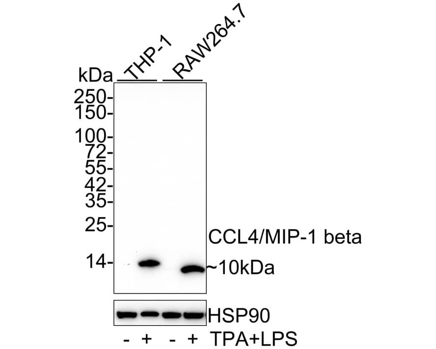Western Blot: CCL4/MIP-1 beta Antibody (JE33-21) [NBP3-32115] - Western blot analysis of CCL4/MIP-1 beta on different lysates with Rabbit anti-CCL4/MIP-1 beta antibody (NBP3-32115) at 1/1,000 dilution. Lane 1: THP-1 cell lysate Lane 2: THP-1 treated with 100nM TPA overnight then add 100ng/mL LPS for 7 hours cell lysate Lane 3: RAW264.7 cell lysate Lane 4: RAW264.7 treated with 100nM TPA overnight then add 100ng/mL LPS for 7 hours cell lysate Lysates/proteins at 20 ug/Lane. Predicted band size: 10 kDa Observed band size: 10 kDa Exposure time: 1 minute 10 seconds; 4-20% SDS-PAGE gel. Proteins were transferred to a PVDF membrane and blocked with 5% NFDM/TBST for 1 hour at room temperature. The primary antibody (NBP3-32115) at 1/1,000 dilution was used in 5% NFDM/TBST at 4C overnight. Goat Anti-Rabbit IgG - HRP Secondary Antibody at 1/50,000 dilution was used for 1 hour at room temperature.