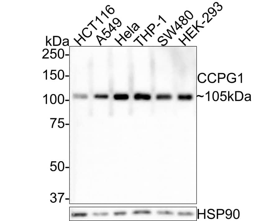 Western Blot: CPR8 Antibody [NBP3-32116] - Western blot analysis of CPR8 on different lysates with Rabbit anti-CPR8 antibody (NBP3-32116) at 1/1,000 dilution. Lane 1: HCT116 cell lysate Lane 2: A549 cell lysate Lane 3: Hela cell lysate Lane 4: THP-1 cell lysate Lane 5: SW480 cell lysate Lane 6: HEK-293 cell lysate Lysates/proteins at 30 ug/Lane. Predicted band size: 87 kDa Observed band size: 105 kDa Exposure time: 2 minutes; 8% SDS-PAGE gel. Proteins were transferred to a PVDF membrane and blocked with 5% NFDM/TBST for 1 hour at room temperature. The primary antibody (NBP3-32116) at 1/1,000 dilution was used in 5% NFDM/TBST at room temperature for 2 hours. Goat Anti-Rabbit IgG - HRP Secondary Antibody at 1:300,000 dilution was used for 1 hour at room temperature.