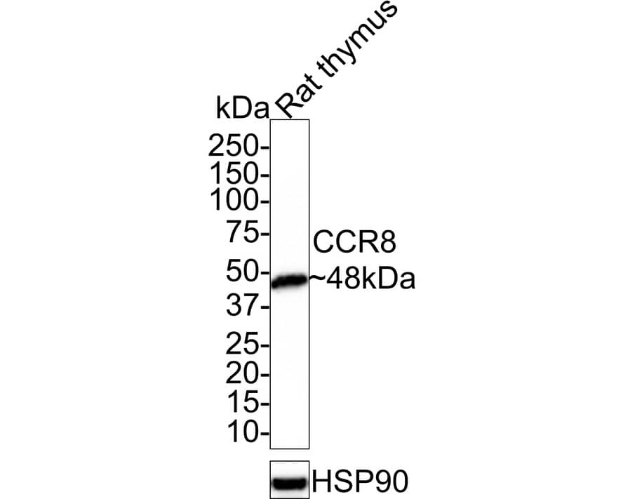 Western blot analysis of  rat thymus tissue lysates with NBP3-32117 at 1/1,000 dilution. Lysates/proteins at 30 µg/Lane. Predicted band size: 41 kDa Observed band size: 48 kDa Exposure time: 15 seconds; 4-20% SDS-PAGE gel. Proteins were transferred to a PVDF membrane and blocked with 5% NFDM/TBST for 1 hour at room temperature. NBP3-32117 at 1/1,000 dilution was used in 5% NFDM/TBST at room temperature for 2 hours. Goat Anti-Rabbit IgG [HRP] Secondary Antibody at 1:100,000 dilution was used for 1 hour at room temperature.