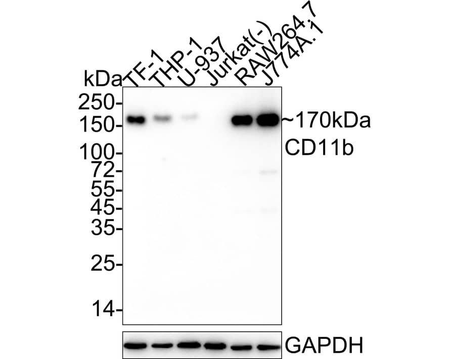 Western blot analysis on different lysates with NBP3-32121 at 1/2,000 dilution. Lane 1: TF-1 cell lysate (10 µg/Lane) Lane 2: THP-1 cell lysate (15 µg/Lane) Lane 3: U-937 cell lysate (30 µg/Lane) Lane 4: Jurkat cell lysate (negative) (10 µg/Lane) Lane 5: RAW264.7 cell lysate (5 µg/Lane) Lane 6: J774A.1 cell lysate (5 µg/Lane) Predicted band size: 127 kDa Observed band size: 170 kDa Exposure time: 59 seconds;  4-20% SDS-PAGE gel. Proteins were transferred to a PVDF membrane and blocked with 5% NFDM/TBST for 1 hour at room temperature. NBP3-32121 at 1/2,000 dilution was used in 5% NFDM/TBST at 4℃ overnight. Goat Anti-Rabbit IgG [HRP] Secondary Antibody at 1/50,000 dilution was used for 1 hour at room temperature.
