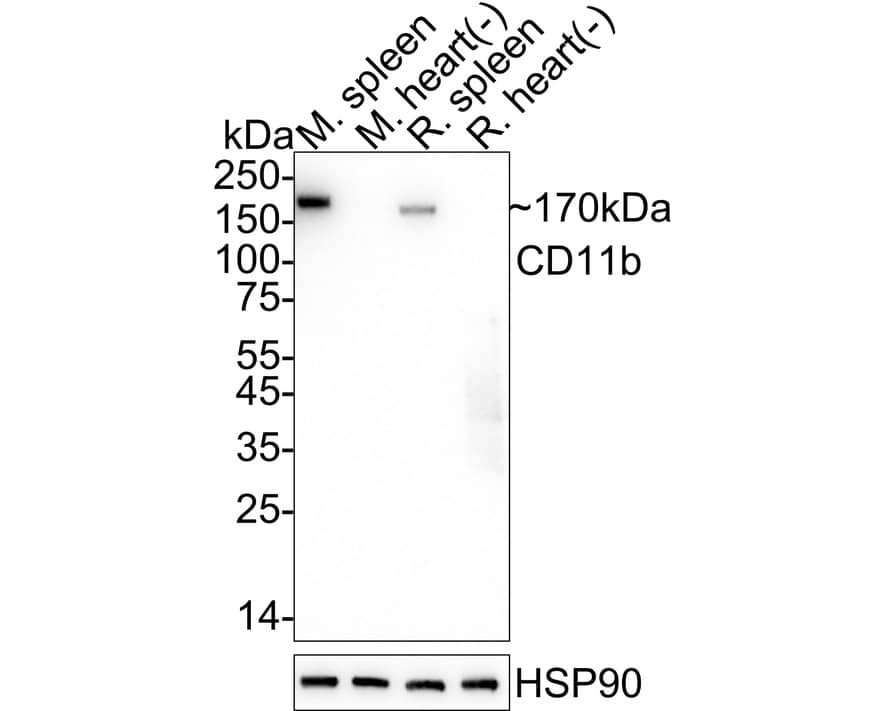 Western blot analysis on different lysates with NBP3-32121 at 1/2,000 dilution. Lane 1: Mouse spleen tissue lysate Lane 2: Mouse heart tissue lysate (negative) Lane 3: Rat spleen tissue lysate Lane 4: Rat heart tissue lysate (negative) Lysates/proteins at 20 µg/Lane. Predicted band size: 127 kDa Observed band size: 170 kDa Exposure time: 12 seconds;  4-20% SDS-PAGE gel. Proteins were transferred to a PVDF membrane and blocked with 5% NFDM/TBST for 1 hour at room temperature. NBP3-32121 at 1/2,000 dilution was used in 5% NFDM/TBST at 4℃ overnight. Goat Anti-Rabbit IgG [HRP] Secondary Antibody at 1/50,000 dilution was used for 1 hour at room temperature.
