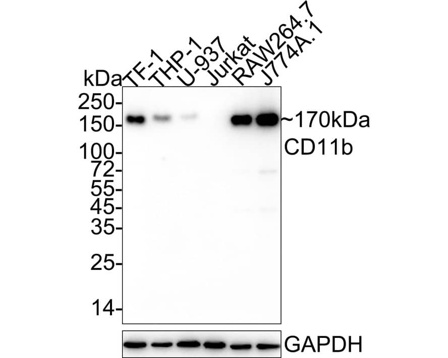 Western Blot: CD11b Antibody (PSH03-96) [NBP3-32121] - Western blot analysis of CD11b on different lysates with Rabbit anti-CD11b antibody (NBP3-32121) at 1/2,000 dilution. Lane 1: TF-1 cell lysate (10 ug/Lane) Lane 2: THP-1 cell lysate (15 ug/Lane) Lane 3: U-937 cell lysate (30 ug/Lane) Lane 4: Jurkat cell lysate (negative) (10 ug/Lane) Lane 5: RAW264.7 cell lysate (5 ug/Lane) Lane 6: J774A.1 cell lysate (5 ug/Lane) Predicted band size: 127 kDa Observed band size: 170 kDa Exposure time: 59 seconds; 4-20% SDS-PAGE gel. Proteins were transferred to a PVDF membrane and blocked with 5% NFDM/TBST for 1 hour at room temperature. The primary antibody (NBP3-32121) at 1/2,000 dilution was used in 5% NFDM/TBST at 4C overnight. Goat Anti-Rabbit IgG - HRP Secondary Antibody at 1/50,000 dilution was used for 1 hour at room temperature.