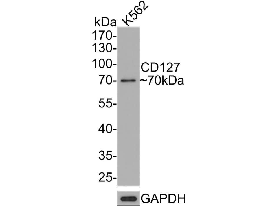 Western Blot: IL-7R alpha/CD127 Antibody (JE37-10) [NBP3-32122] - Western blot analysis of IL-7R alpha/CD127 on K562 cell lysates with Rabbit anti-IL-7R alpha/CD127 antibody (NBP3-32122) at 1/500 dilution. Lysates/proteins at 10 ug/Lane. Predicted band size: 52 kDa Observed band size: 70 kDa Exposure time: 2 minutes; 10% SDS-PAGE gel. Proteins were transferred to a PVDF membrane and blocked with 5% NFDM/TBST for 1 hour at room temperature. The primary antibody (NBP3-32122) at 1/500 dilution was used in 5% NFDM/TBST at room temperature for 2 hours. Goat Anti-Rabbit IgG - HRP Secondary Antibody at 1:300,000 dilution was used for 1 hour at room temperature.