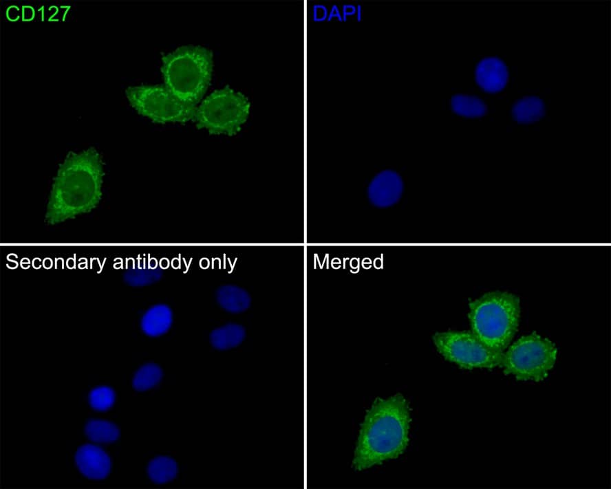 Immunocytochemistry/ Immunofluorescence: IL-7R alpha/CD127 Antibody (JE37-10) [NBP3-32122] - Immunocytochemistry analysis of SiHa cells labeling IL-7R alpha/CD127 with Rabbit anti-IL-7R alpha/CD127 antibody (NBP3-32122) at 1/50 dilution. Cells were fixed in 4% paraformaldehyde for 10 minutes at 37 ℃, permeabilized with 0.05% Triton X-100 in PBS for 20 minutes, and then blocked with 2% negative goat serum for 30 minutes at room temperature. Cells were then incubated with Rabbit anti-IL-7R alpha/CD127 antibody (NBP3-32122) at 1/50 dilution in 2% negative goat serum overnight at 4 ℃. Goat Anti-Rabbit IgG H&L (iFluor™ 488) was used as the secondary antibody at 1/1,000 dilution. PBS instead of the primary antibody was used as the secondary antibody only control. Nuclear DNA was labelled in blue with DAPI.