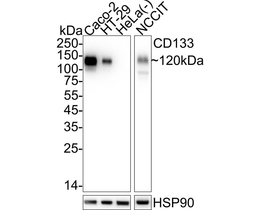 Western blot analysis on different lysates with NBP3-32124 at 1/1,000 dilution. Lane 1: Caco-2 cell lysate Lane 2: HT-29 cell lysate Lane 3: HeLa cell lysate (negative) Lane 4: NCCIT cell lysate Lysates/proteins at 20 µg/Lane. Predicted band size: 97 kDa Observed band size: 120 kDa Exposure time: 10 seconds;  4-20% SDS-PAGE gel. Proteins were transferred to a PVDF membrane and blocked with 5% NFDM/TBST for 1 hour at room temperature. NBP3-32124 at 1/1,000 dilution was used in 5% NFDM/TBST at 4℃ overnight. Goat anti-Mouse IgG [HRP] at 1/50,000 dilution was used for 1 hour at room temperature.