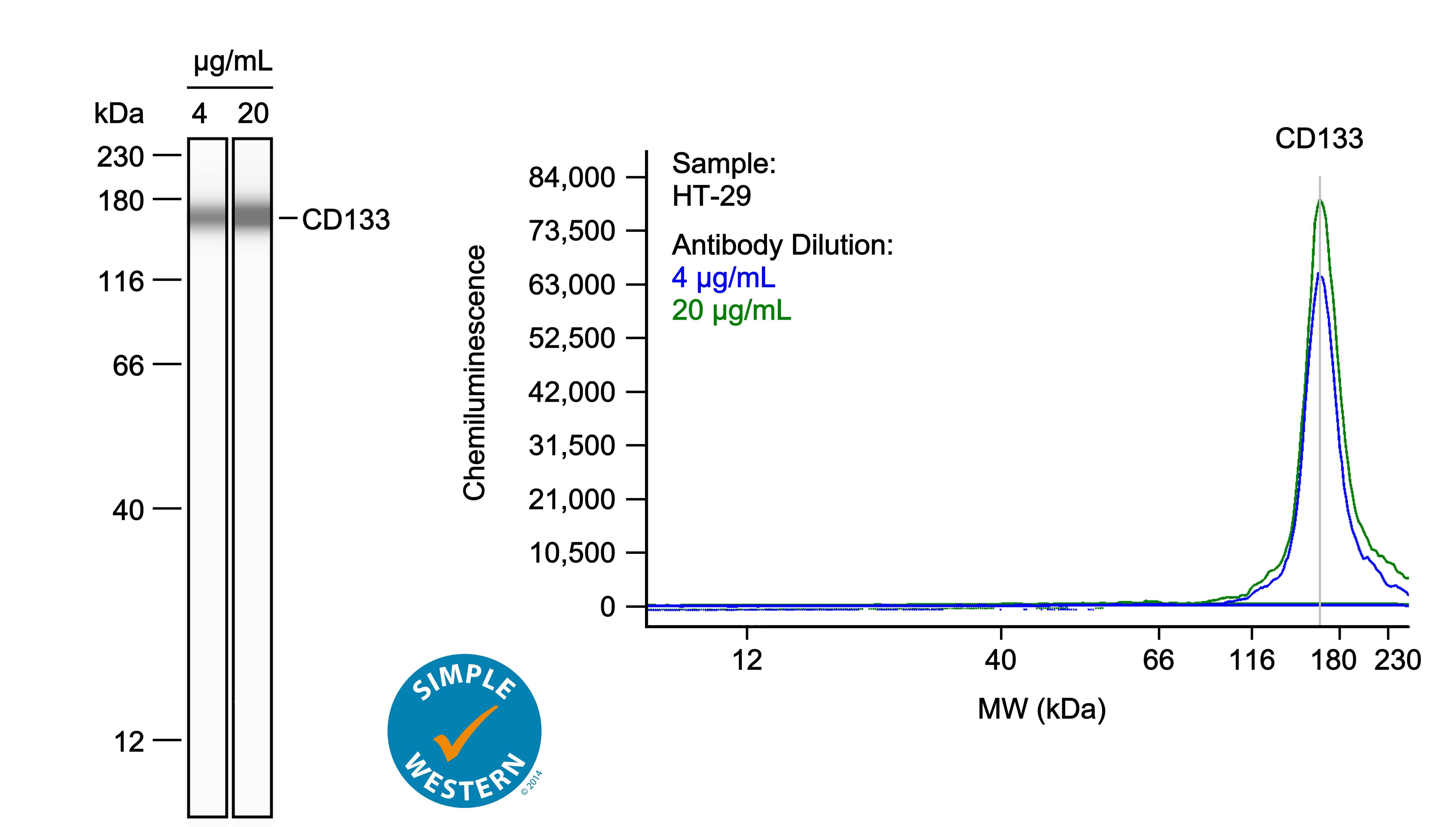 Left: Simple Western lane view shows lysates of HT‑29 human colon adenocarcinoma cell line, loaded at 0.1 mg/ml. A specific band was detected for CD133 at approximately 166 kDa (as indicated) using both 4 µg/ml and 20 µg/ml of Mouse Anti-Human CD133 Monoclonal Antibody (Catalog # NBP3-32124) followed by HRP-conjugated Goat Anti-Mouse Secondary Antibody (Catalog # 042-205). This experiment was conducted under reducing conditions and using the 12-230kDa separation system. Right: Simple Western electropherogram showing the same Mouse Anti-Human CD133 Monoclonal Antibody (Catalog # NBP3-32124) tested at 4 µg/ml (blue line) and 20 µg/ml (green line) in the HT‑29 human colon adenocarcinoma cell line.