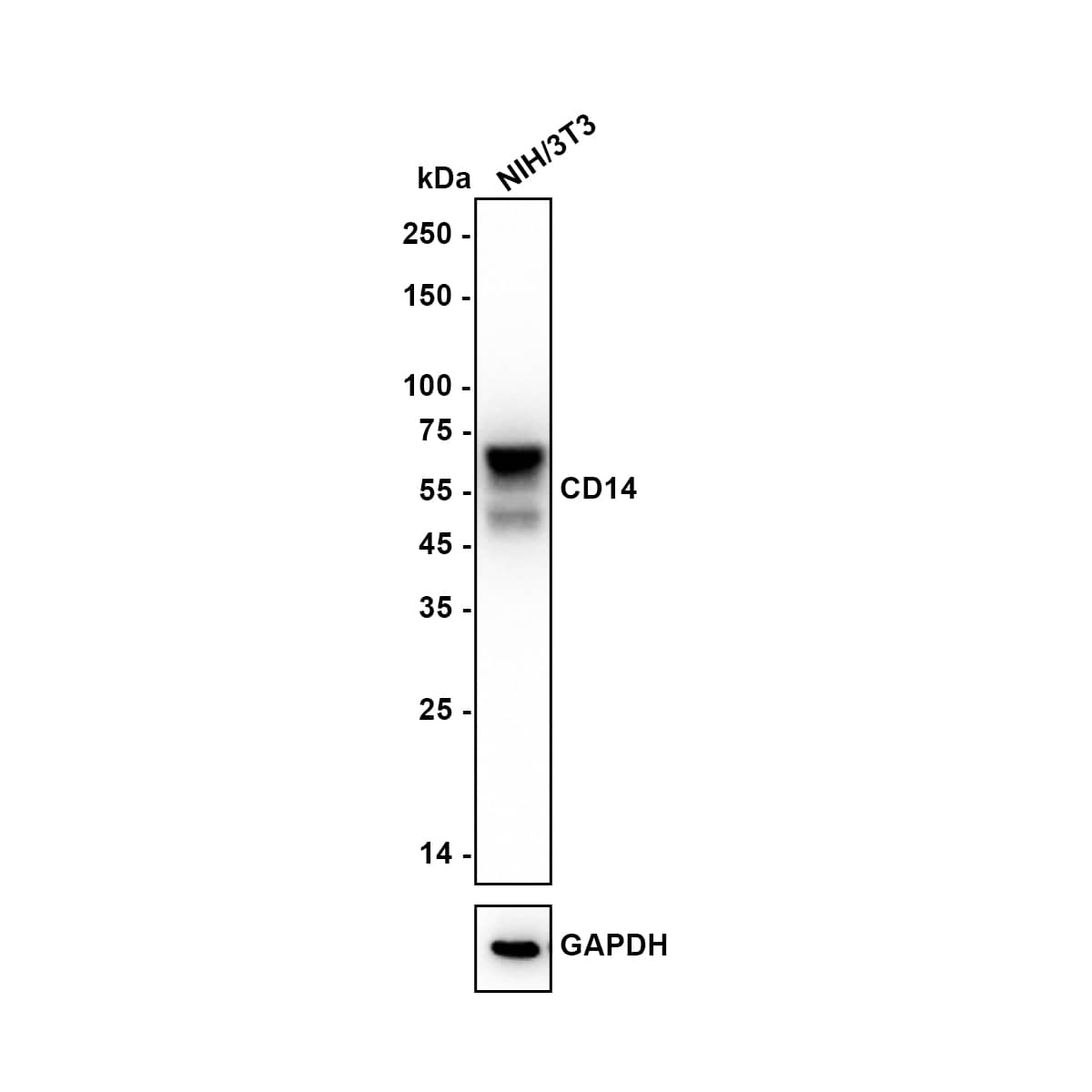 Western blot analysis of  NIH/3T3 (Mouse fibroblast) cell lysate with NBP3-32125 at 1/1,000 dilution. Lysates/proteins at 10 µg/Lane. Exposure time: 10 seconds Blocking: 5% NFDM/TBST, 1 hour at room temperature Primary antibody: NBP3-32125, 1/1,000 in 5% NFDM/TBST, overnight at 4 ℃ Secondary antibody: Goat Anti-Rabbit IgG [HRP] Secondary Antibody, 1/50,000 in 5% NFDM/TBST, 1 hour at room temperature Predicted band size: 40 kDa Observed band size: 50-60 kDa