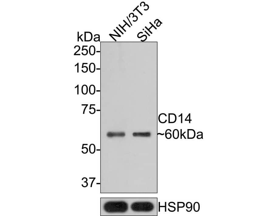 Western Blot: CD14 Antibody (PD01-63) [NBP3-32125] - Western blot analysis of CD14 on different lysates with Rabbit anti-CD14 antibody (NBP3-32125) at 1/1,000 dilution. Lane 1: NIH/3T3 cell lysate Lane 2: SiHa cell lysate Lysates/proteins at 10 ug/Lane. Predicted band size: 40 kDa Observed band size: 60 kDa Exposure time: 2 minutes; 8% SDS-PAGE gel. Proteins were transferred to a PVDF membrane and blocked with 5% NFDM/TBST for 1 hour at room temperature. The primary antibody (NBP3-32125) at 1/1,000 dilution was used in 5% NFDM/TBST at room temperature for 2 hours. Goat Anti-Rabbit IgG - HRP Secondary Antibody at 1:200,000 dilution was used for 1 hour at room temperature.
