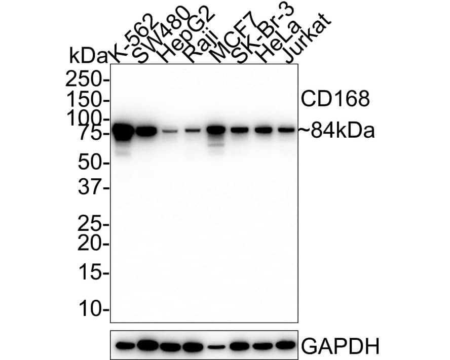 Western blot analysis on different lysates with NBP3-32129 at 1/1,000 dilution. Lane 1: K-562 cell lysate Lane 2: SW480 cell lysate Lane 3: HepG2 cell lysate Lane 4: Raji cell lysate Lane 5: MCF7 cell lysate Lane 6: SK-Br-3 cell lysate Lane 7: HeLa cell lysate Lane 8: Jurkat cell lysate Lysates/proteins at 20 µg/Lane. Predicted band size: 84 kDa Observed band size: 84 kDa Exposure time: 1 minute 46 seconds; 4-20% SDS-PAGE gel. Proteins were transferred to a PVDF membrane and blocked with 5% NFDM/TBST for 1 hour at room temperature. NBP3-32129 at 1/1,000 dilution was used in 5% NFDM/TBST at room temperature for 2 hours. Goat Anti-Rabbit IgG [HRP] Secondary Antibody at 1/50,000 dilution was used for 1 hour at room temperature.