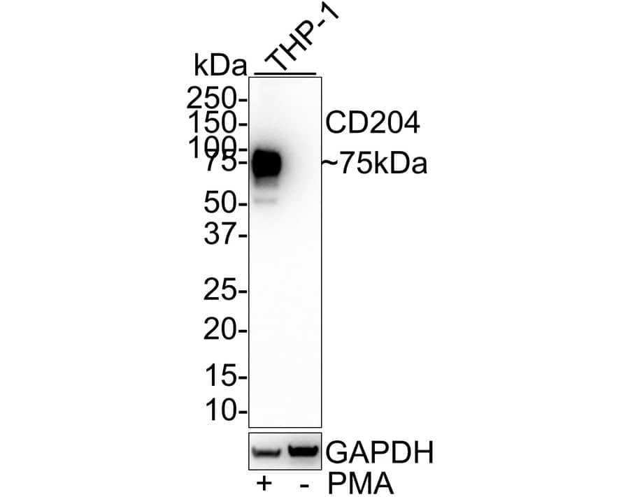 Western Blot: SR-AI/MSR Antibody (A8G2-R) [NBP3-32134] - Western blot analysis of SR-AI/MSR on different lysates with Mouse anti-SR-AI/MSR antibody (NBP3-32134) at 1/1,000 dilution. Lane 1: THP-1 treated with 50ng/mL PMA for 72 hours whole cell lysate Lane 2: THP-1 whole cell lysate Lysates/proteins at 20 ug/Lane. Predicted band size: 50 kDa Observed band size: 75 kDa Exposure time: 50 seconds; 4-20% SDS-PAGE gel. Proteins were transferred to a PVDF membrane and blocked with 5% NFDM/TBST for 1 hour at room temperature. The primary antibody (NBP3-32134) at 1/1,000 dilution was used in 5% NFDM/TBST at room temperature for 2 hours. Goat Anti-Mouse IgG - HRP Secondary Antibody at 1:100,000 dilution was used for 1 hour at room temperature.