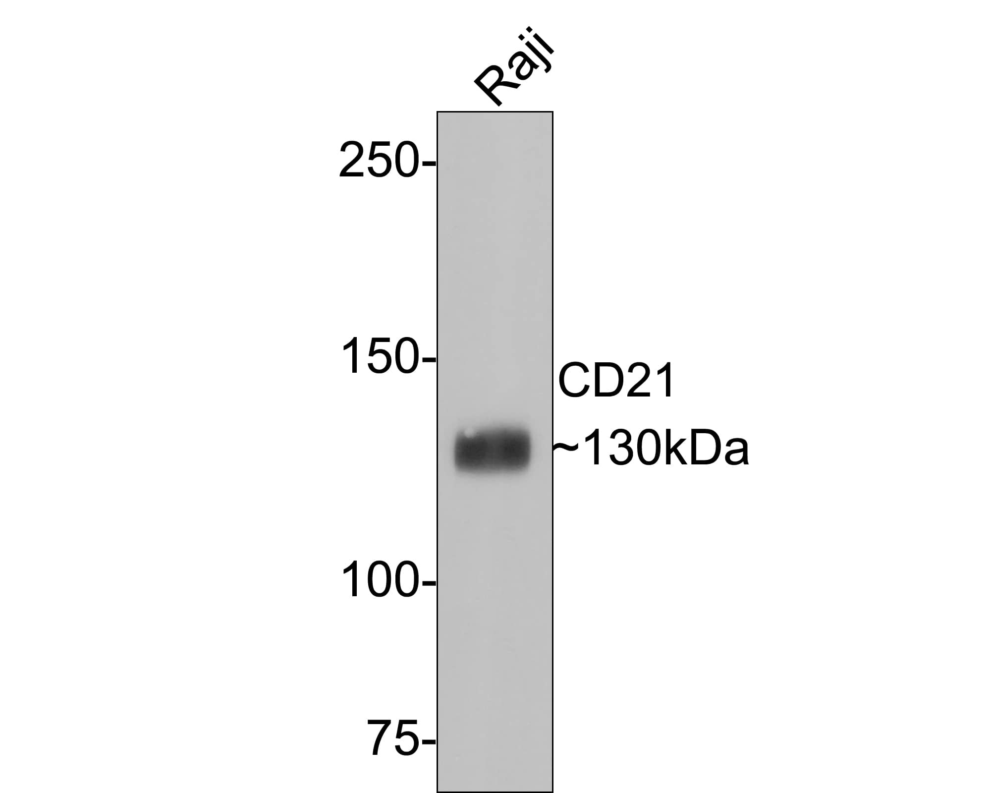 Western Blot: CD21 Antibody (PD00-23) [NBP3-32135] - Western blot analysis of CD21 on Raji cell lysates with Rabbit anti-CD21 antibody (NBP3-32135) at 1/1,000 dilution. Lysates/proteins at 10 ug/Lane. Predicted band size: 113 kDa Observed band size: 130 kDa Exposure time: 2 minutes; 6% SDS-PAGE gel. Proteins were transferred to a PVDF membrane and blocked with 5% NFDM/TBST for 1 hour at room temperature. The primary antibody (NBP3-32135) at 1/1,000 dilution was used in 5% NFDM/TBST at room temperature for 2 hours. Goat Anti-Rabbit IgG - HRP Secondary Antibody at 1:300,000 dilution was used for 1 hour at room temperature.