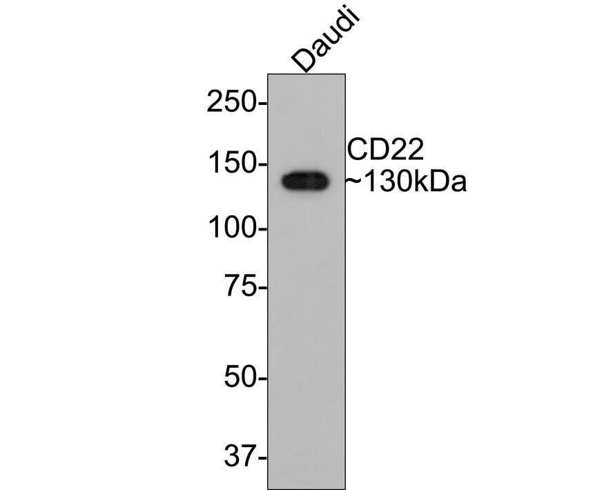 Western blot analysis of  Daudi cell lysates with NBP3-32136 at 1/1,000 dilution. Lysates/proteins at 10 µg/Lane. Predicted band size: 95 kDa Observed band size: 130 kDa Exposure time: 2 minutes; 8% SDS-PAGE gel. Proteins were transferred to a PVDF membrane and blocked with 5% NFDM/TBST for 1 hour at room temperature. NBP3-32136 at 1/1,000 dilution was used in 5% NFDM/TBST at room temperature for 2 hours. Goat Anti-Rabbit IgG [HRP] Secondary Antibody at 1:300,000 dilution was used for 1 hour at room temperature.