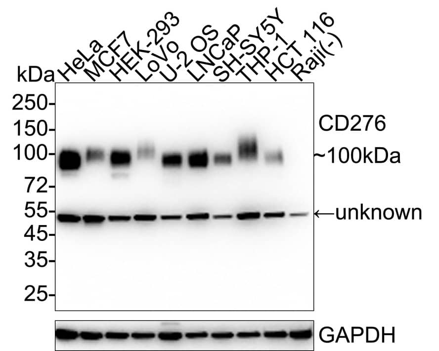 Western blot analysis on different lysates with NBP3-32138 at 1/1,000 dilution. Lane 1: HeLa cell lysate (20 µg/Lane) Lane 2: MCF7 cell lysate (20 µg/Lane) Lane 3: HEK-293 cell lysate (20 µg/Lane) Lane 4: LoVo cell lysate (20 µg/Lane) Lane 5: U-2 OS cell lysate (20 µg/Lane) Lane 6: LNCaP cell lysate (20 µg/Lane) Lane 7: SH-SY5Y cell lysate (20 µg/Lane) Lane 8: THP-1 cell lysate (20 µg/Lane) Lane 9: HCT 116 cell lysate (20 µg/Lane) Lane 10: Raji cell lysate (negative) (20 µg/Lane) Predicted band size: 57 kDa Observed band size: 100 kDa Exposure time: 6 seconds;  4-20% SDS-PAGE gel. Proteins were transferred to a PVDF membrane and blocked with 5% NFDM/TBST for 1 hour at room temperature. NBP3-32138 at 1/2,000 dilution was used in 5% NFDM/TBST at 4℃ overnight. Goat Anti-Rabbit IgG [HRP] Secondary Antibody at 1/50,000 dilution was used for 1 hour at room temperature.