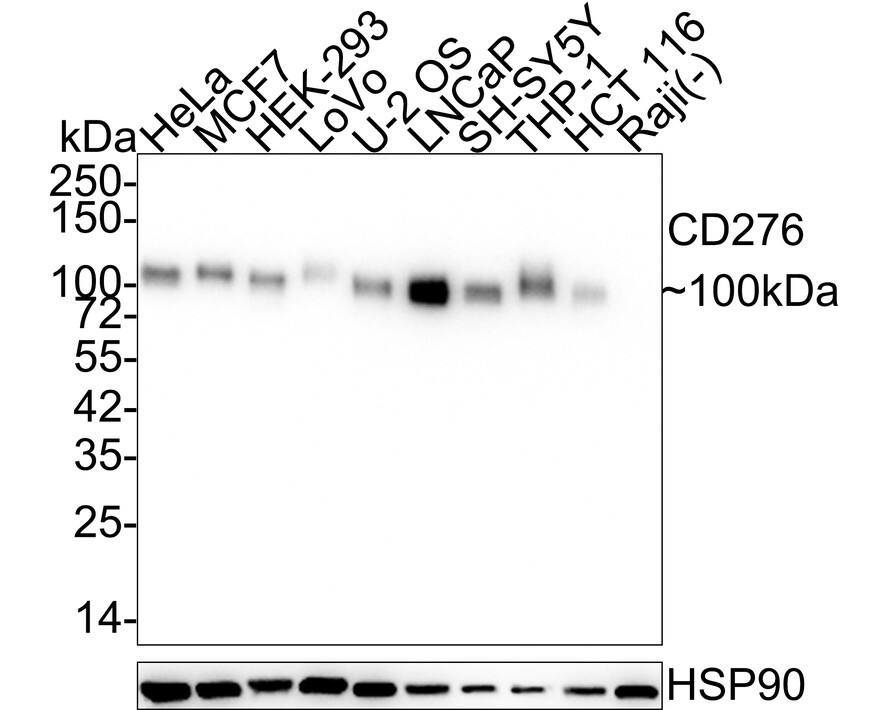 Western blot analysis on different lysates with NBP3-32139 at 1/2,000 dilution. Lane 1: HeLa cell lysate Lane 2: MCF7 cell lysate Lane 3: HEK-293 cell lysate Lane 4: LoVo cell lysate Lane 5: U-2 OS cell lysate Lane 6: LNCaP cell lysate Lane 7: SH-SY5Y cell lysate Lane 8: THP-1 cell lysate Lane 9: HCT 116 cell lysate Lane 10: Raji cell lysate (negative) Lysates/proteins at 20 µg/Lane. Predicted band size: 57 kDa Observed band size: 100 kDa Exposure time: 42 seconds; 4-20% SDS-PAGE gel. Proteins were transferred to a PVDF membrane and blocked with 5% NFDM/TBST for 1 hour at room temperature. NBP3-32139 at 1/2,000 dilution was used in 5% NFDM/TBST at 4℃ overnight. Goat Anti-Rabbit IgG [HRP] Secondary Antibody at 1/50,000 dilution was used for 1 hour at room temperature.