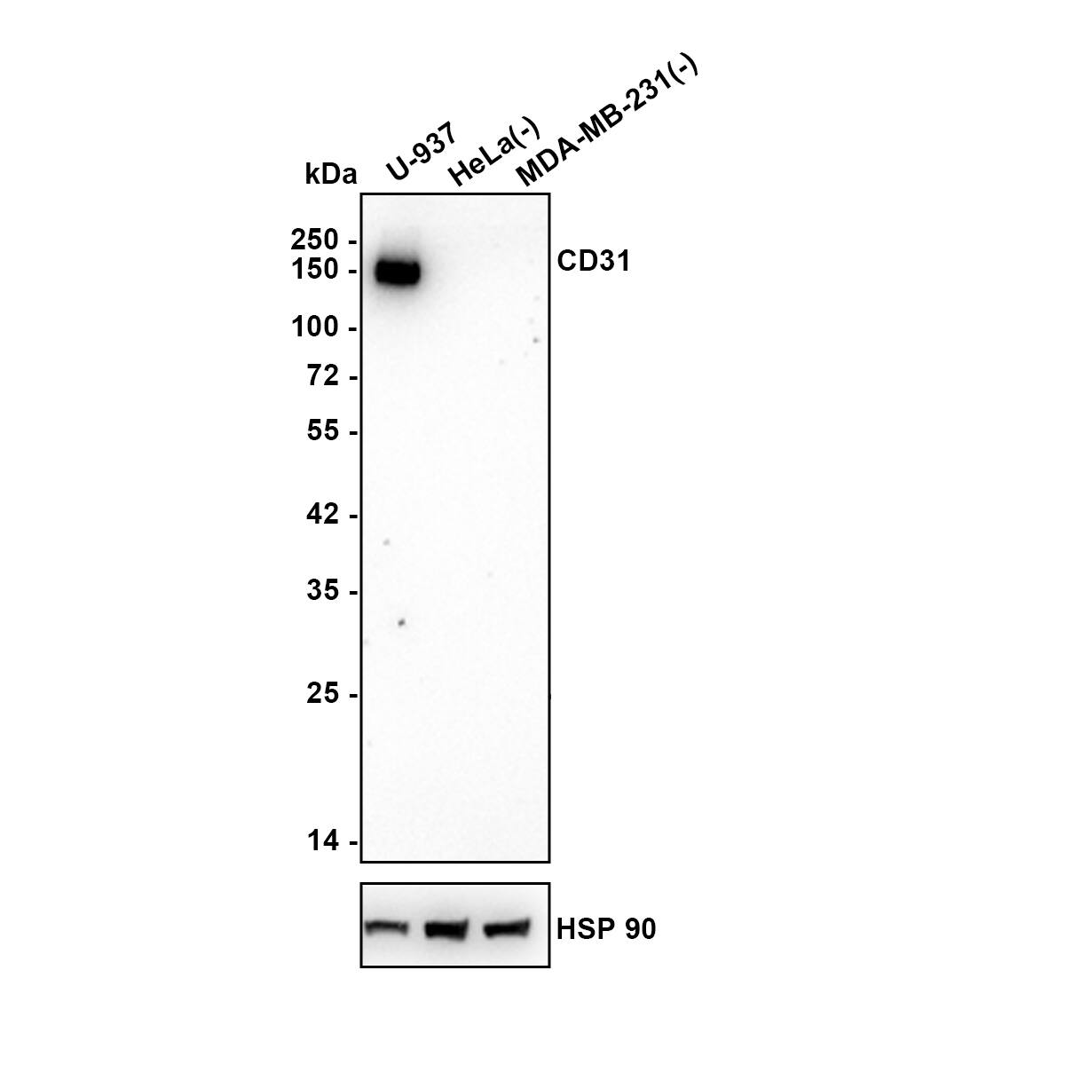 Western blot analysis on different lysates with NBP3-32145 at 1/2,000 dilution. Lane 1: U-937 cell lysate Lane 2: HeLa cell lysate (negative) Lane 3: MDA-MB-231 cell lysate (negative) Lysates/proteins at 20 µg/Lane. Predicted band size: 83 kDa Observed band size: 130 kDa Exposure time: 1 minute 58 seconds; 4-20% SDS-PAGE gel. Proteins were transferred to a PVDF membrane and blocked with 5% NFDM/TBST for 1 hour at room temperature. NBP3-32145 at 1/2,000 dilution was used in 5% NFDM/TBST at 4℃ overnight. Goat anti-Mouse IgG [HRP] at 1/50,000 dilution was used for 1 hour at room temperature.