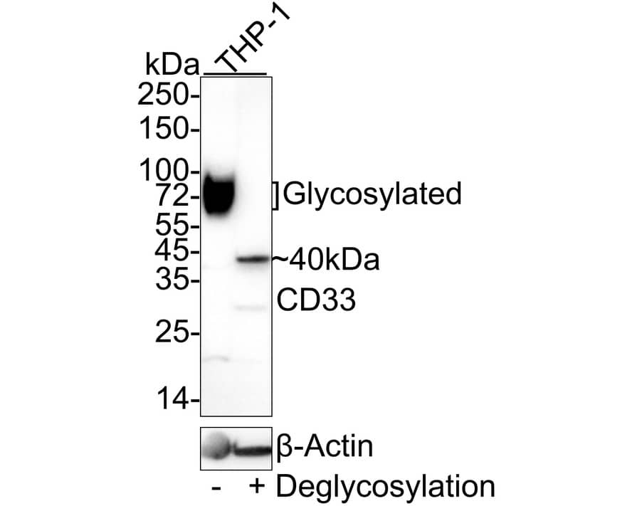 Western blot analysis on different lysates with NBP3-32146 at 1/1,000 dilution. Lane 1: THP-1 cell lysate Lane 2: THP-1 cell lysate treated with deglycosylation Predicted band size: 40 kDa Observed band size: 40/70 kDa (Glycosylated) Exposure time: 3 minutes;  4-20% SDS-PAGE gel. Proteins were transferred to a PVDF membrane and blocked with 5% NFDM/TBST for 1 hour at room temperature. NBP3-32146 at 1/1,000 dilution was used in 5% NFDM/TBST at 4℃ overnight. Goat Anti-Rabbit IgG [HRP] Secondary Antibody at 1/50,000 dilution was used for 1 hour at room temperature.