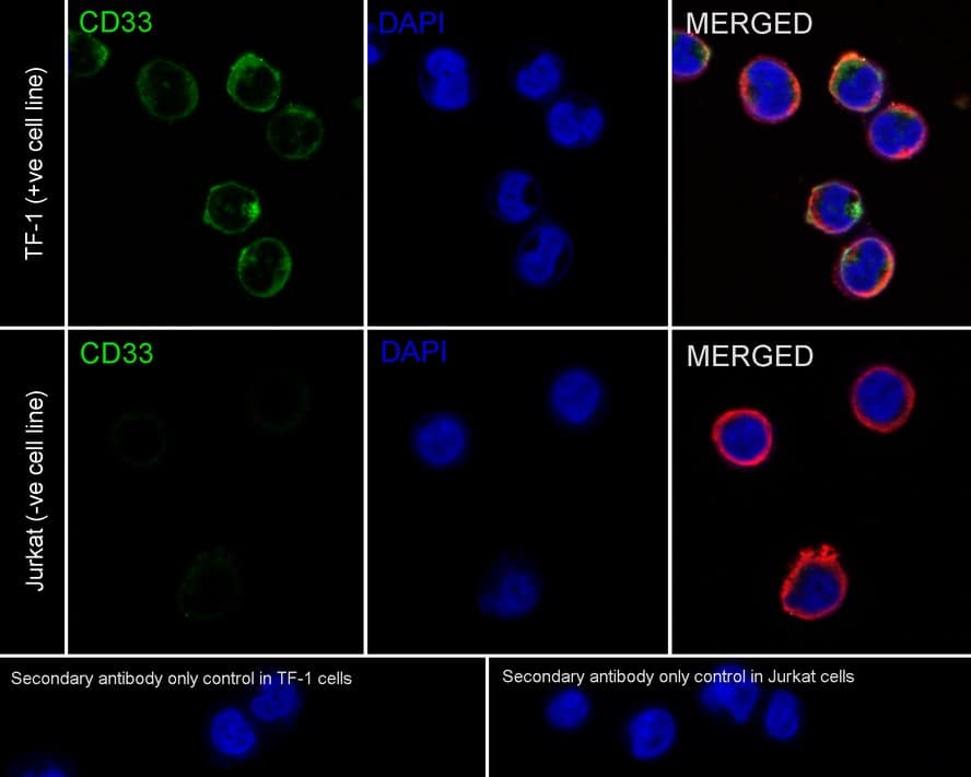 Immunocytochemistry/ Immunofluorescence: Siglec-3/CD33 Antibody (PSH02-50) [NBP3-32146] - Immunocytochemistry analysis of TF-1 (positive) and Jurkat (negative) labeling Siglec-3/CD33 with Rabbit anti-Siglec-3/CD33 antibody (NBP3-32146) at 1/200 dilution. Cells were fixed in 100% precooled methanol for 5 minutes at room temperature, then blocked with 1% BSA in 10% negative goat serum for 1 hour at room temperature. Cells were then incubated with Rabbit anti-Siglec-3/CD33 antibody (NBP3-32146) at 1/200 dilution in 1% BSA in PBST overnight at 4 ℃. Goat Anti-Rabbit IgG H&L (iFluor™ 488) was used as the secondary antibody at 1/1,000 dilution. PBS instead of the primary antibody was used as the secondary antibody only control. Nuclear DNA was labelled in blue with DAPI. Beta tubulin (red) was stained at 1/100 dilution overnight at +4℃. Goat Anti-Mouse IgG H&L (iFluor™ 594) was used as the secondary antibody at 1/1,000 dilution.