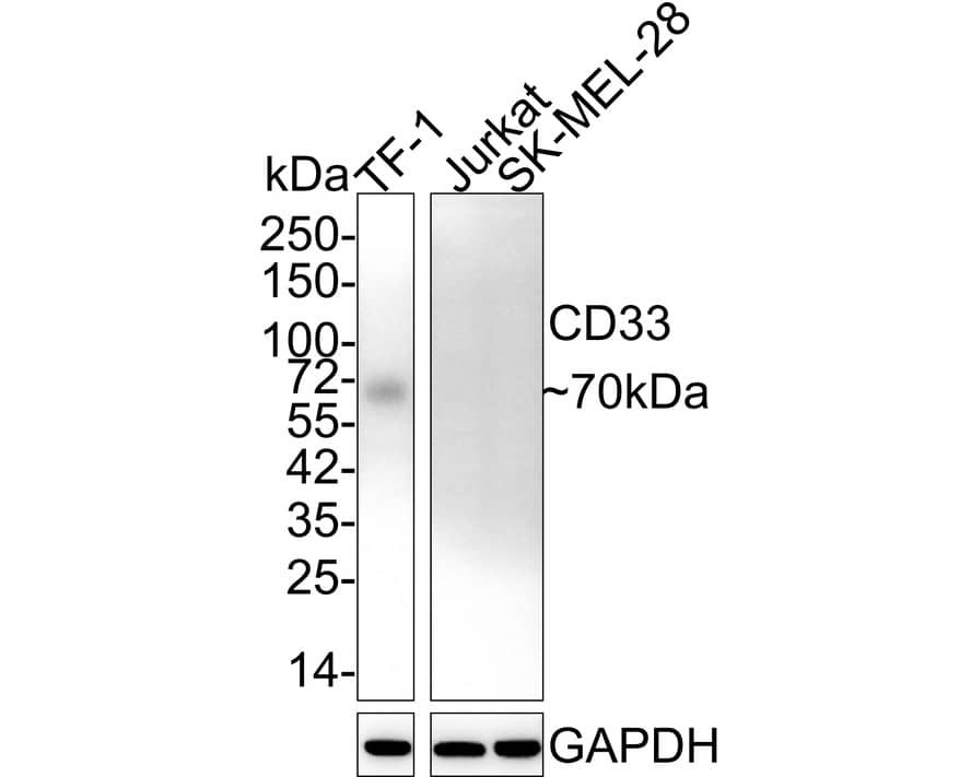 Western Blot: Siglec-3/CD33 Antibody (PSH02-51) [NBP3-32147] - Western blot analysis of Siglec-3/CD33 on different lysates with Rabbit anti-Siglec-3/CD33 antibody (NBP3-32147) at 1/2,000 dilution. Lane 1: TF-1 cell lysate Lane 2: Jurkat cell lysate (negative) Lane 3: SK-MEL-28 cell lysate (negative) Lysates/proteins at 20 ug/Lane. Predicted band size: 40 kDa Observed band size: 70 kDa Exposure time: 3 minutes; 4-20% SDS-PAGE gel. Proteins were transferred to a PVDF membrane and blocked with 5% NFDM/TBST for 1 hour at room temperature. The primary antibody (NBP3-32147) at 1/2,000 dilution was used in 5% NFDM/TBST at 4C overnight. Goat Anti-Rabbit IgG - HRP Secondary Antibody at 1/50,000 dilution was used for 1 hour at room temperature.