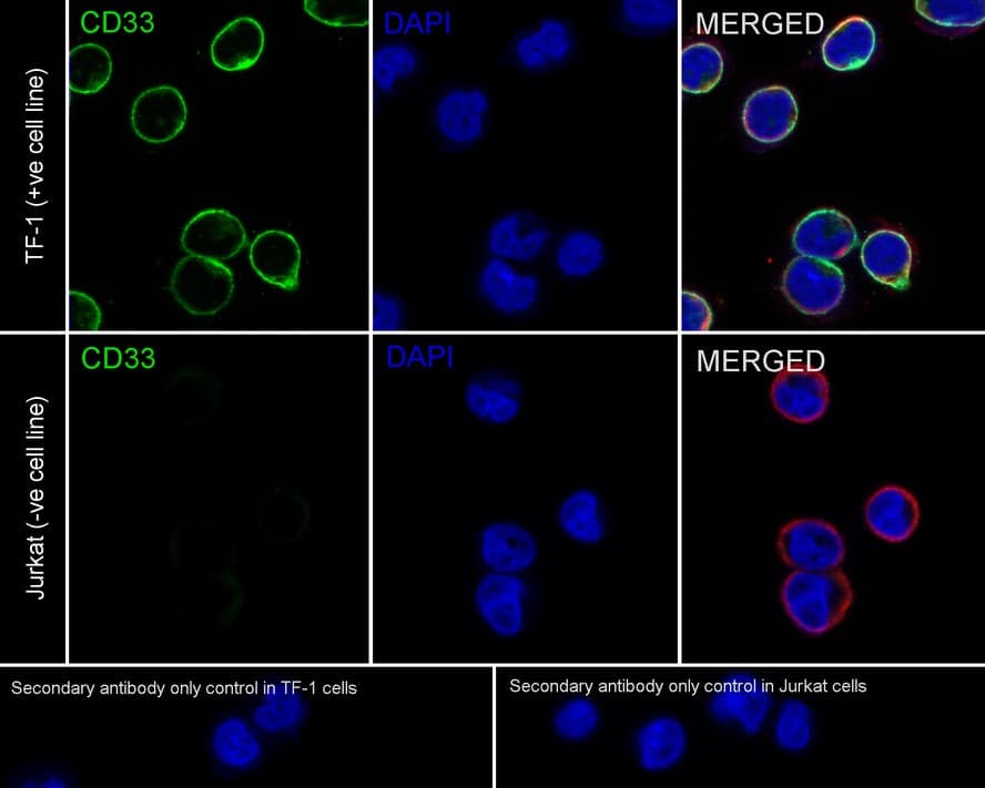 Immunocytochemistry/ Immunofluorescence: Siglec-3/CD33 Antibody (PSH02-51) [NBP3-32147] - Immunocytochemistry analysis of TF-1 (positive) and Jurkat (negative) labeling Siglec-3/CD33 with Rabbit anti-Siglec-3/CD33 antibody (NBP3-32147) at 1/500 dilution. Cells were fixed in 100% precooled methanol for 5 minutes at room temperature, then blocked with 1% BSA in 10% negative goat serum for 1 hour at room temperature. Cells were then incubated with Rabbit anti-Siglec-3/CD33 antibody (NBP3-32147) at 1/500 dilution in 1% BSA in PBST overnight at 4 ℃. Goat Anti-Rabbit IgG H&L (iFluor™ 488) was used as the secondary antibody at 1/1,000 dilution. PBS instead of the primary antibody was used as the secondary antibody only control. Nuclear DNA was labelled in blue with DAPI. Beta tubulin (red) was stained at 1/100 dilution overnight at +4℃. Goat Anti-Mouse IgG H&L (iFluor™ 594) was used as the secondary antibody at 1/1,000 dilution.