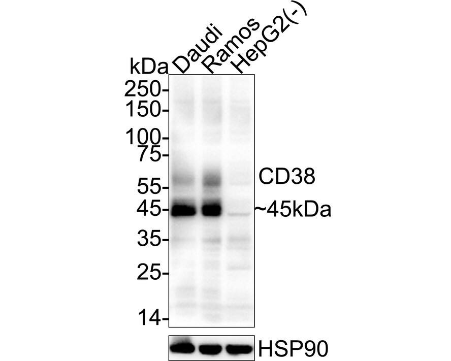 Western blot analysis on different lysates with NBP3-32151 at 1/2,000 dilution. Lane 1: Daudi cell lysate Lane 2: Ramos cell lysate Lane 3: HepG2 cell lysate (negative) Lysates/proteins at 20 µg/Lane. Predicted band size: 34 kDa Observed band size: 45 kDa Exposure time: 21 seconds;  4-20% SDS-PAGE gel. Proteins were transferred to a PVDF membrane and blocked with 5% NFDM/TBST for 1 hour at room temperature. NBP3-32151 at 1/2,000 dilution was used in primary antibody dilution at 4℃ overnight. Goat Anti-Rabbit IgG [HRP] Secondary Antibody at 1/50,000 dilution was used for 1 hour at room temperature.