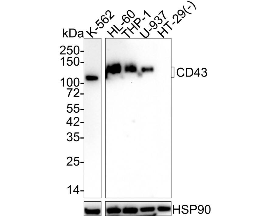 Western blot analysis on different lysates with NBP3-32154 at 1/1,000 dilution. Lane 1: K-562 cell lysate Lane 2: HL-60 cell lysate Lane 3: THP-1 cell lysate Lane 4: U-937 cell lysate Lane 5: HT-29 cell lysate (negative) Lysates/proteins at 20 µg/Lane. Predicted band size: 40 kDa Observed band size: 100-130 kDa Exposure time: 3 minutes; 4-20% SDS-PAGE gel. Proteins were transferred to a PVDF membrane and blocked with 5% NFDM/TBST for 1 hour at room temperature. NBP3-32154 at 1/1,000 dilution was used in 5% NFDM/TBST at 4℃ overnight. Goat anti-Mouse IgG [HRP] at 1/50,000 dilution was used for 1 hour at room temperature.
