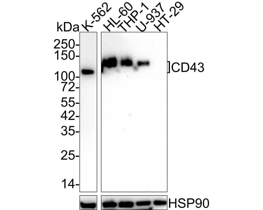 Western Blot: CD43/Sialophorin Antibody (A2F8-R) [NBP3-32154] - Western blot analysis of CD43/Sialophorin on different lysates with Mouse anti-CD43/Sialophorin antibody (NBP3-32154) at 1/1,000 dilution. Lane 1: K-562 cell lysate Lane 2: HL-60 cell lysate Lane 3: THP-1 cell lysate Lane 4: U-937 cell lysate Lane 5: HT-29 cell lysate (negative) Lysates/proteins at 20 ug/Lane. Predicted band size: 40 kDa Observed band size: 100-130 kDa Exposure time: 3 minutes; 4-20% SDS-PAGE gel. Proteins were transferred to a PVDF membrane and blocked with 5% NFDM/TBST for 1 hour at room temperature. The primary antibody (NBP3-32154) at 1/1,000 dilution was used in 5% NFDM/TBST at 4C overnight. Goat Anti-Mouse IgG - HRP Secondary Antibody at 1/50,000 dilution was used for 1 hour at room temperature.
