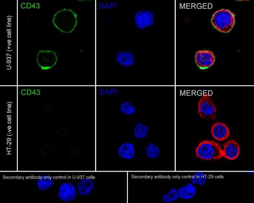 Immunocytochemistry/ Immunofluorescence: CD43/Sialophorin Antibody (A2F8-R) [NBP3-32154] - Immunocytochemistry analysis of U-937 (positive) and HT-29 (negative) labeling CD43/Sialophorin with Mouse anti-CD43/Sialophorin antibody (NBP3-32154) at 1/250 dilution. Cells were fixed in 4% paraformaldehyde for 20 minutes at room temperature, permeabilized with 0.1% Triton X-100 in PBS for 5 minutes at room temperature, then blocked with 1% BSA in 10% negative goat serum for 1 hour at room temperature. Cells were then incubated with Mouse anti-CD43/Sialophorin antibody (NBP3-32154) at 1/250 dilution in 1% BSA in PBST overnight at 4 ℃. Goat Anti-Mouse IgG H&L (iFluor™ 488) was used as the secondary antibody at 1/1,000 dilution. PBS instead of the primary antibody was used as the secondary antibody only control. Nuclear DNA was labelled in blue with DAPI. beta Tubulin (red) was stained at 1/100 dilution overnight at +4℃. Goat Anti-Rabbit IgG H&L (iFluor™ 594) were used as the secondary antibody at 1/1,000 dilution.
