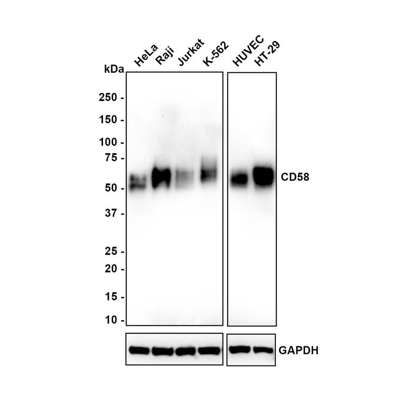 Western blot analysis on different lysates with NBP3-32161 at 1/1,000 dilution. Lane 1: HeLa cell lysate Lane 2: Raji cell lysate Lane 3: Jurkat cell lysate Lane 4: K-562 cell lysate Lane 5: HUVEC cell lysate Lane 6: HT-29 cell lysate Lysates/proteins at 20 µg/Lane. Exposure time: 5 minutes Blocking: 5% NFDM/TBST, 1 hour at room temperature Primary antibody: NBP3-32161, 1/1,000 in 5% NFDM/TBST, overnight at 4 ℃ Secondary antibody: Goat Anti-Rabbit IgG [HRP] Secondary Antibody, 1/50,000 in 5% NFDM/TBST, 1 hour at room temperature Predicted band size: 28 kDa Observed band size: 55 kDa