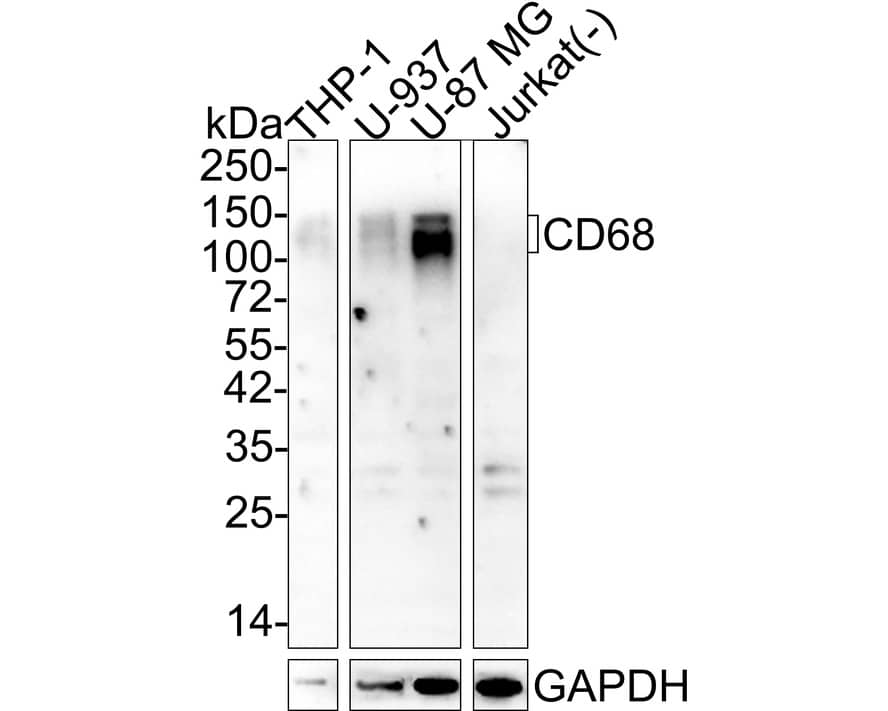 Western blot analysis on different lysates with NBP3-32163 at 1/1,000 dilution. Lane 1: THP-1 cell lysate Lane 2: U-937 cell lysate Lane 3: U-87 MG cell lysate Lane 4: Jurkat cell lysate (negative) Lysates/proteins at 10 µg/Lane. Predicted band size: 37 kDa Observed band size: 100-150 kDa Exposure time: 2 minutes 45 seconds; 4-20% SDS-PAGE gel. Proteins were transferred to a PVDF membrane and blocked with 5% NFDM/TBST for 1 hour at room temperature. NBP3-32163 at 1/1,000 dilution was used in 5% NFDM/TBST at room temperature for 2 hours. Goat anti-Mouse IgG [HRP] at 1/50,000 dilution was used for 1 hour at room temperature.