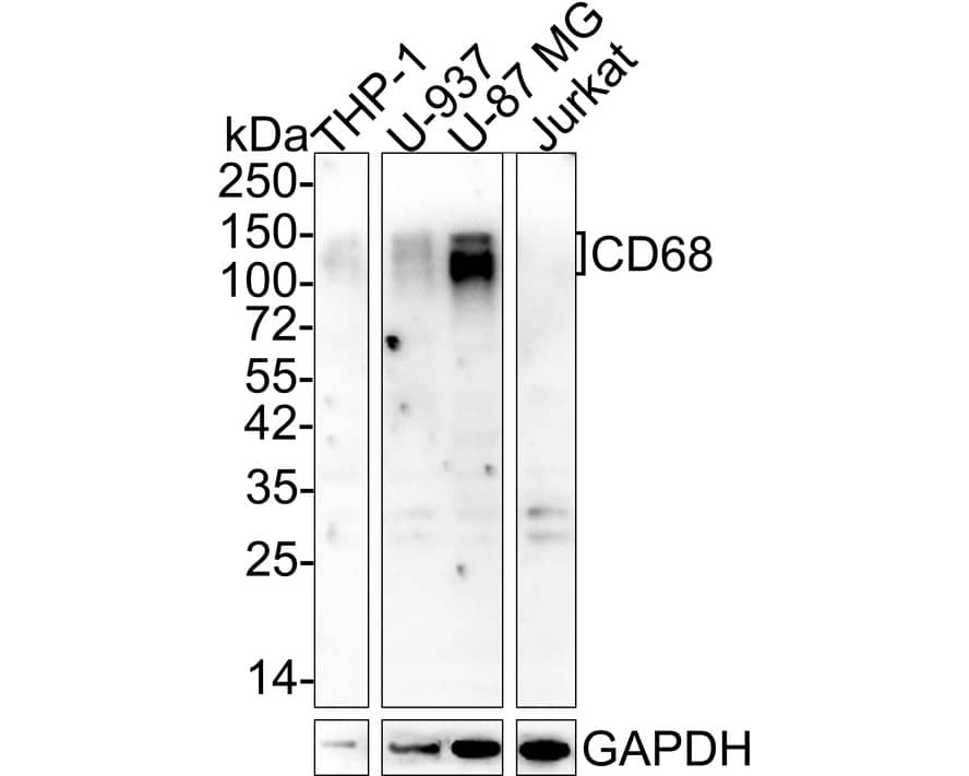 Western Blot: CD68/SR-D1 Antibody (A3C3-R) [NBP3-32163] - Western blot analysis of CD68/SR-D1 on different lysates with Mouse anti-CD68/SR-D1 antibody (NBP3-32163) at 1/1,000 dilution. Lane 1: THP-1 cell lysate Lane 2: U-937 cell lysate Lane 3: U-87 MG cell lysate Lane 4: Jurkat cell lysate (negative) Lysates/proteins at 10 ug/Lane. Predicted band size: 37 kDa Observed band size: 100-150 kDa Exposure time: 2 minutes 45 seconds; 4-20% SDS-PAGE gel. Proteins were transferred to a PVDF membrane and blocked with 5% NFDM/TBST for 1 hour at room temperature. The primary antibody (NBP3-32163) at 1/1,000 dilution was used in 5% NFDM/TBST at room temperature for 2 hours. Goat Anti-Mouse IgG - HRP Secondary Antibody at 1/50,000 dilution was used for 1 hour at room temperature.