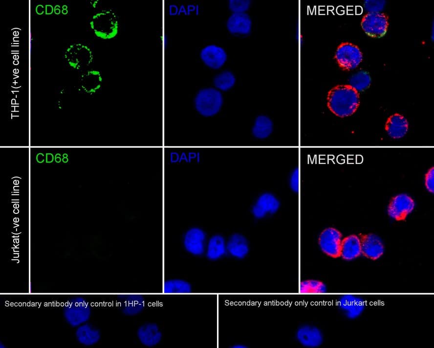 Immunocytochemistry/ Immunofluorescence: CD68/SR-D1 Antibody (A3C3-R) [NBP3-32163] - Immunocytochemistry analysis of THP-1 (positive) and Jurkat (negative) labeling CD68/SR-D1 with Mouse anti-CD68/SR-D1/SR-D1 antibody (NBP3-32163) at 1/100 dilution. Cells were fixed in 100% precooled methanol for 5 minutes at room temperature, then blocked with 1% BSA in 10% negative goat serum for 1 hour at room temperature. Cells were then incubated with Mouse anti-CD68/SR-D1 antibody (NBP3-32163) at 1/100 dilution in 1% BSA in PBST overnight at 4 ℃. Goat Anti-Mouse IgG H&L (iFluor™ 488) was used as the secondary antibody at 1/1,000 dilution. PBS instead of the primary antibody was used as the secondary antibody only control. Nuclear DNA was labelled in blue with DAPI. beta Tubulin (red) was stained at 1/100 dilution overnight at +4℃. Goat Anti-Rabbit IgG H&L (iFluor™ 594) were used as the secondary antibody at 1/1,000 dilution.