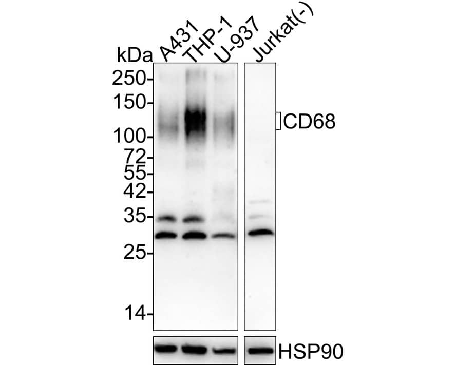 Western blot analysis on different lysates with NBP3-32164 at 1/1,000 dilution. Lane 1: A431 cell lysate Lane 2: THP-1 cell lysate Lane 3: U-937 cell lysate Lane 4: Jurkat cell lysate (negative) Lysates/proteins at 20 µg/Lane. Predicted band size: 37 kDa Observed band size: 100-150 kDa Exposure time: 1 minute 4 seconds; 4-20% SDS-PAGE gel. Proteins were transferred to a PVDF membrane and blocked with 5% NFDM/TBST for 1 hour at room temperature. NBP3-32164 at 1/1,000 dilution was used in 5% NFDM/TBST at 4℃ overnight. Goat anti-Mouse IgG [HRP] at 1/50,000 dilution was used for 1 hour at room temperature.