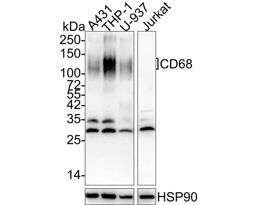 Western Blot: CD68/SR-D1 Antibody (A3C2-R) [NBP3-32164] - Western blot analysis of CD68/SR-D1 on different lysates with Mouse anti-CD68/SR-D1 antibody (NBP3-32164) at 1/1,000 dilution. Lane 1: A431 cell lysate Lane 2: THP-1 cell lysate Lane 3: U-937 cell lysate Lane 4: Jurkat cell lysate (negative) Lysates/proteins at 20 ug/Lane. Predicted band size: 37 kDa Observed band size: 100-150 kDa Exposure time: 1 minute 4 seconds; 4-20% SDS-PAGE gel. Proteins were transferred to a PVDF membrane and blocked with 5% NFDM/TBST for 1 hour at room temperature. The primary antibody (NBP3-32164) at 1/1,000 dilution was used in 5% NFDM/TBST at 4C overnight. Goat Anti-Mouse IgG - HRP Secondary Antibody at 1/50,000 dilution was used for 1 hour at room temperature.