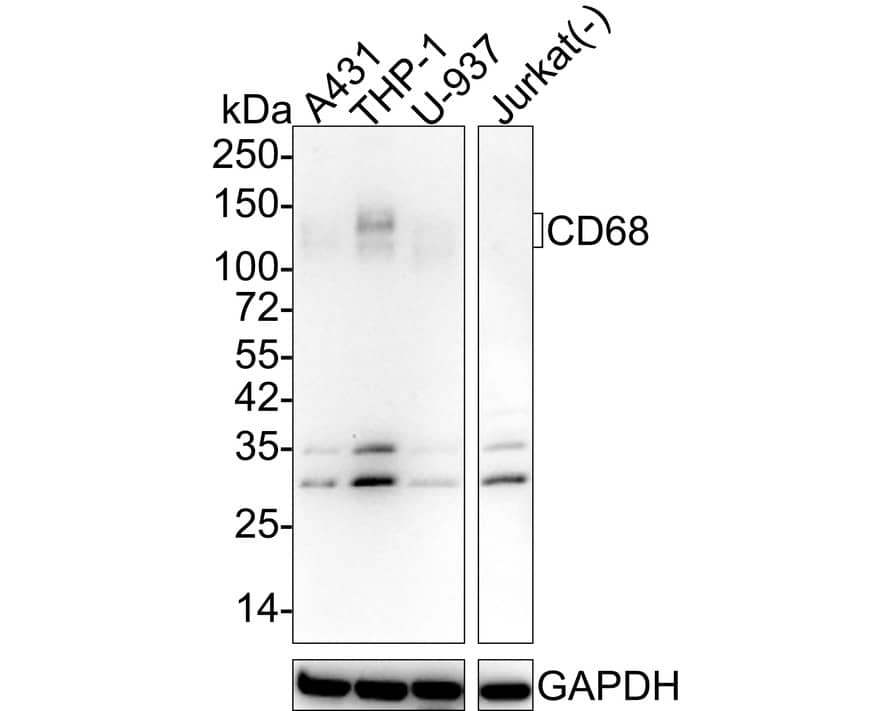Western blot analysis on different lysates with NBP3-32165 at 1/1,000 dilution. Lane 1: A431 cell lysate Lane 2: THP-1 cell lysate Lane 3: U-937 cell lysate Lane 4: Jurkat cell lysate (negative) Lysates/proteins at 20 µg/Lane. Predicted band size: 37 kDa Observed band size: 100-150 kDa Exposure time: 3 minutes; 4-20% SDS-PAGE gel. Proteins were transferred to a PVDF membrane and blocked with 5% NFDM/TBST for 1 hour at room temperature. NBP3-32165 at 1/1,000 dilution was used in 5% NFDM/TBST at 4℃ overnight. Goat anti-Mouse IgG [HRP] at 1/50,000 dilution was used for 1 hour at room temperature.