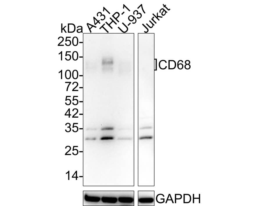 Western Blot: CD68/SR-D1 Antibody (A3C4-R) [NBP3-32165] - Western blot analysis of CD68/SR-D1 on different lysates with Mouse anti-CD68/SR-D1 antibody (NBP3-32165) at 1/1,000 dilution. Lane 1: A431 cell lysate Lane 2: THP-1 cell lysate Lane 3: U-937 cell lysate Lane 4: Jurkat cell lysate (negative) Lysates/proteins at 20 ug/Lane. Predicted band size: 37 kDa Observed band size: 100-150 kDa Exposure time: 3 minutes; 4-20% SDS-PAGE gel. Proteins were transferred to a PVDF membrane and blocked with 5% NFDM/TBST for 1 hour at room temperature. The primary antibody (NBP3-32165) at 1/1,000 dilution was used in 5% NFDM/TBST at 4C overnight. Goat Anti-Mouse IgG - HRP Secondary Antibody at 1/50,000 dilution was used for 1 hour at room temperature.