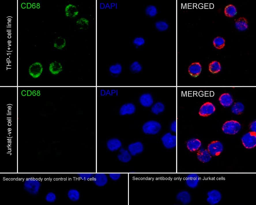 Immunocytochemistry/ Immunofluorescence: CD68/SR-D1 Antibody (A3C4-R) [NBP3-32165] - Immunocytochemistry analysis of THP-1 (positive) and Jurkat (negative) labeling CD68/SR-D1 with Mouse anti-CD68/SR-D1/SR-D1 antibody (NBP3-32165) at 1/100 dilution. Cells were fixed in 100% precooled methanol for 5 minutes at room temperature, then blocked with 1% BSA in 10% negative goat serum for 1 hour at room temperature. Cells were then incubated with Mouse anti-CD68/SR-D1 antibody (NBP3-32165) at 1/100 dilution in 1% BSA in PBST overnight at 4 ℃. Goat Anti-Mouse IgG H&L (iFluor™ 488) was used as the secondary antibody at 1/1,000 dilution. PBS instead of the primary antibody was used as the secondary antibody only control. Nuclear DNA was labelled in blue with DAPI. beta Tubulin (red) was stained at 1/100 dilution overnight at +4℃. Goat Anti-Rabbit IgG H&L (iFluor™ 594) were used as the secondary antibody at 1/1,000 dilution.