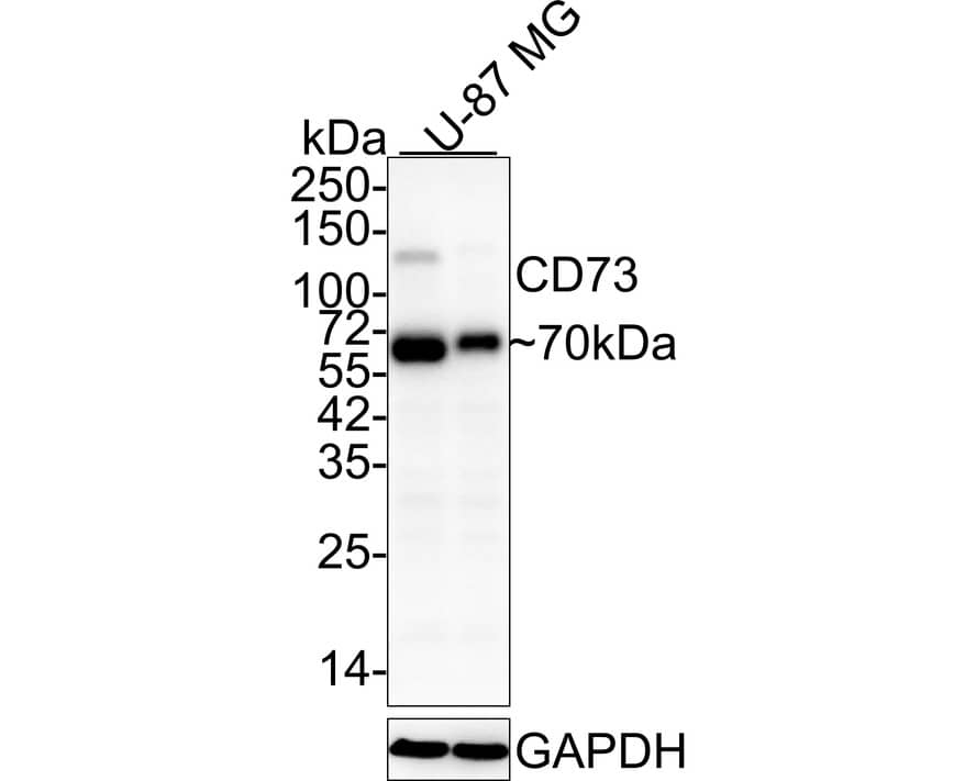 Western Blot: 5'-Nucleotidase/CD73 Antibody (A6G2-R) [NBP3-32166] - Western blot analysis of 5'-Nucleotidase/CD73 on different lysates with Mouse anti-5'-Nucleotidase/CD73 antibody (NBP3-32166) at 1/2,000 dilution. Lane 1: U-87 MG cell lysate Lane 2: U-87 MG cell lysate (no heat) Lysates/proteins at 30 ug/Lane. Predicted band size: 63 kDa Observed band size: 70 kDa Exposure time: 24 seconds; 4-20% SDS-PAGE gel. Proteins were transferred to a PVDF membrane and blocked with 5% NFDM/TBST for 1 hour at room temperature. The primary antibody (NBP3-32166) at 1/2,000 dilution was used in 5% NFDM/TBST at 4C overnight. Anti-Mouse IgG for IP Nano-secondary antibody (NBI02H) at 1/5,000 dilution was used for 1 hour at room temperature.