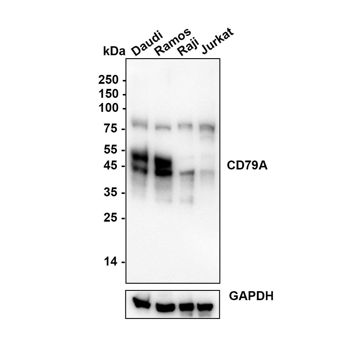 Western blot analysis on different lysates with NBP3-32168 at 1/2,000 dilution. Lane 1: Daudi (Human Burkitt's lymphoma cell) cell lysate Lane 2: Ramos (Human Burkitt's lymphoma cell) cell lysate Lane 3: Raji (Human Burkitt's lymphoma cell) cell lysate Lane 4: Jurkat (Human T-lymphoblastic cells) cell lysate Lysates/proteins at 20 µg/Lane. Exposure time: 46 seconds Blocking: 5% NFDM/TBST, 1 hour at room temperature Primary antibody: NBP3-32168, 1/2,000 in primary antibody dilution buffer, overnight at 4 ℃ Secondary antibody: Goat Anti-Rabbit IgG [HRP] Secondary Antibody, 1/50,000 in 5% NFDM/TBST, 1 hour at room temperature Predicted band size: 25 kDa Observed band size: 45-55 kDa