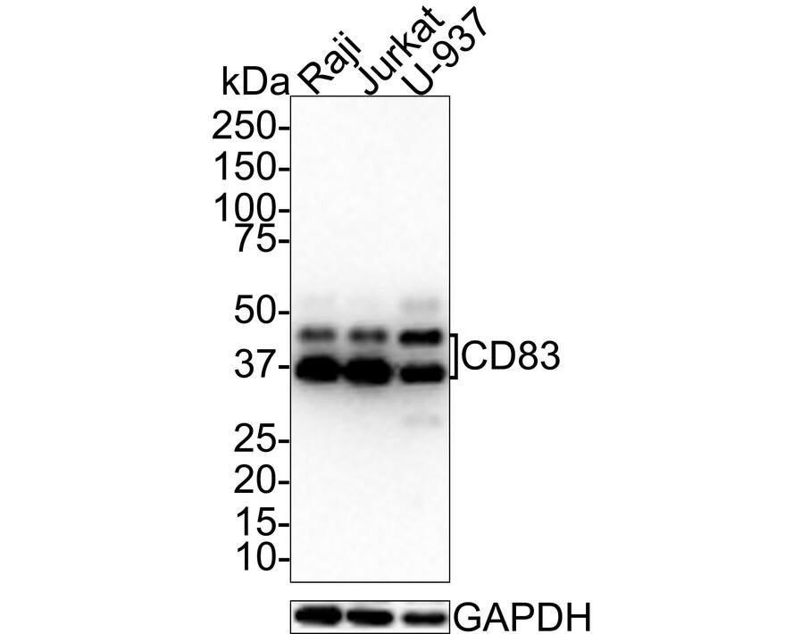 Western Blot: CD83 Antibody (JE33-61) [NBP3-32170] - Western blot analysis of CD83 on different lysates with Rabbit anti-CD83 antibody (NBP3-32170) at 1/1,000 dilution. Lane 1: Raji cell lysate Lane 2: Jurkat cell lysate Lane 3: U-937 cell lysate Lysates/proteins at 10 ug/Lane. Predicted band size: 23 kDa Observed band size: 35-45 kDa Exposure time: 2 minutes; 4-20% SDS-PAGE gel. Proteins were transferred to a PVDF membrane and blocked with 5% NFDM/TBST for 1 hour at room temperature. The primary antibody (NBP3-32170) at 1/1,000 dilution was used in 5% NFDM/TBST at 4C overnight. Goat Anti-Rabbit IgG - HRP Secondary Antibody at 1:100,000 dilution was used for 1 hour at room temperature.