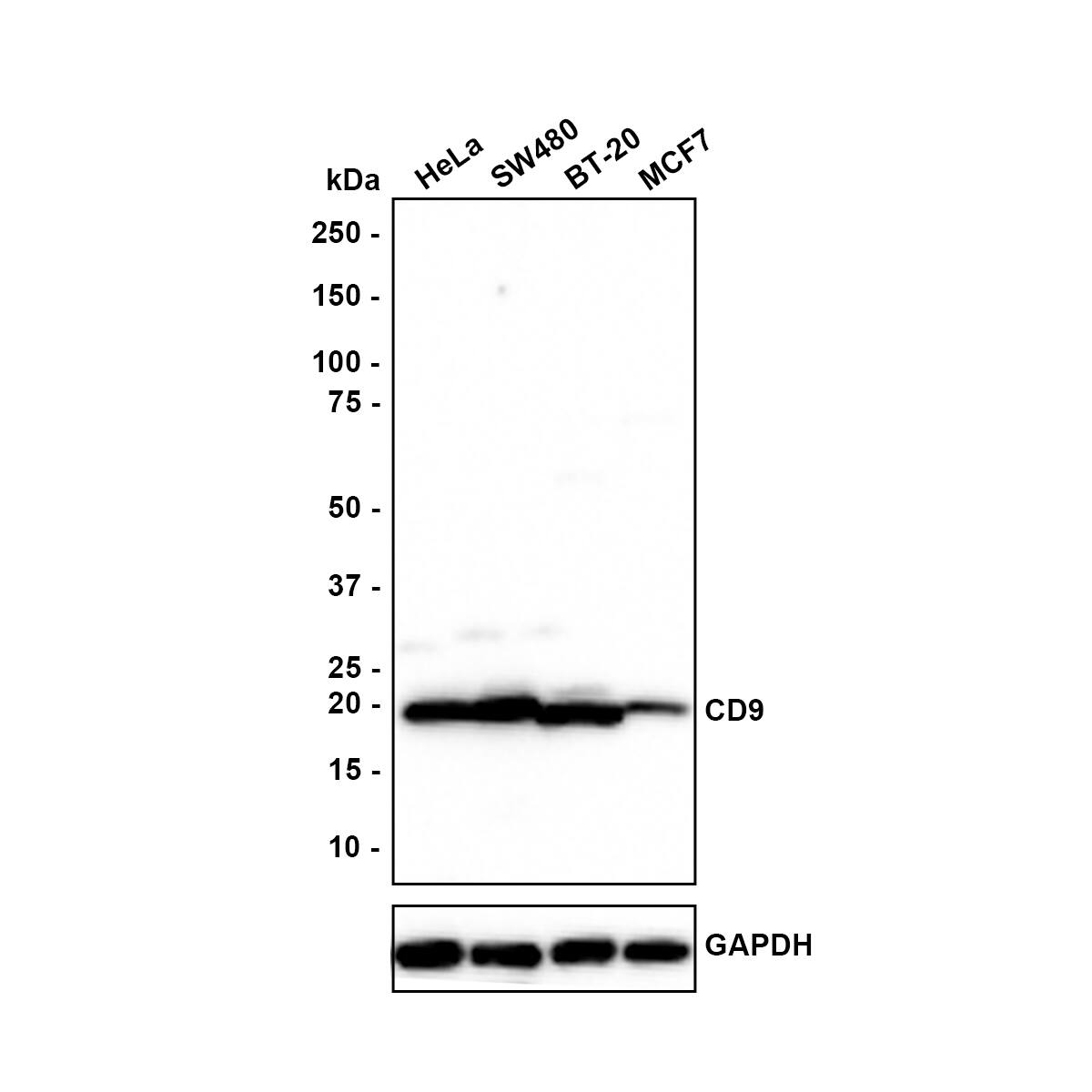Western blot analysis on different lysates with NBP3-32171 at 1/1,000 dilution. Lane 1: HeLa cell lysate (10 µg/Lane) Lane 2: SW480 cell lysate (10 µg/Lane) Lane 3: BT-20 cell lysate (10 µg/Lane) Lane 4: MCF7 cell lysate (10 µg/Lane) Predicted band size: 25 kDa Observed band size: 20 kDa Exposure time: 42 seconds; 4-20% SDS-PAGE gel. Proteins were transferred to a PVDF membrane and blocked with 5% NFDM/TBST for 1 hour at room temperature. NBP3-32171 at 1/1,000 dilution was used in 5% NFDM/TBST at room temperature for 2 hours. Goat Anti-Rabbit IgG [HRP] Secondary Antibody at 1:100,000 dilution was used for 1 hour at room temperature.