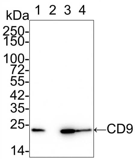 Western Blot: CD9 Antibody (PSH0-95) [NBP3-32171] - Western blot analysis of CD9 on different lysates with Rabbit anti-CD9 antibody (NBP3-32171) at 1/5,000 dilution.Lane 1: HeLa cell lysateLane 2: K-562 cell lysate (negative)Lane 3: MCF7 cell lysateLane 4: HepG2 cell lysateLysates/proteins at 20 µg/Lane.Predicted band size: 25 kDaObserved band size: 20 kDaExposure time: Lane 1-4 (left): 53 seconds; Lane 1-4 (right): 3 minutes;4-20% SDS-PAGE gel.Proteins were transferred to a PVDF membrane and blocked with 5% NFDM/TBST for 1 hour at room temperature. The primary antibody at 1/5,000 dilution was used in 5% NFDM/TBST at 4℃ overnight. Goat Anti-Rabbit IgG - HRP Secondary Antibody at 1/50,000 dilution was used for 1 hour at room temperature.