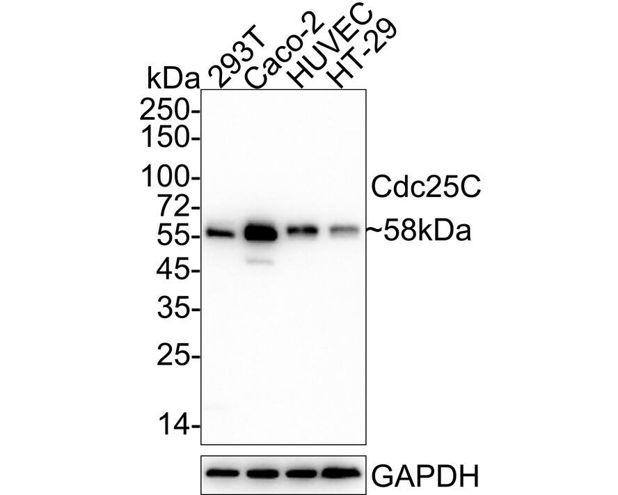 Western blot analysis on different lysates with NBP3-32173 at 1/1,000 dilution. Lane 1: 293T cell lysate Lane 2: Caco-2 cell lysate Lane 3: HUVEC cell lysate Lane 4: HT-29 cell lysate Lysates/proteins at 20 µg/Lane. Predicted band size: 53 kDa Observed band size: 58 kDa Exposure time: 1 minute; 4-20% SDS-PAGE gel. Proteins were transferred to a PVDF membrane and blocked with 5% NFDM/TBST for 1 hour at room temperature. NBP3-32173 at 1/1,000 dilution was used in 5% NFDM/TBST at 4℃ overnight. Goat Anti-Rabbit IgG [HRP] Secondary Antibody at 1/50,000 dilution was used for 1 hour at room temperature.