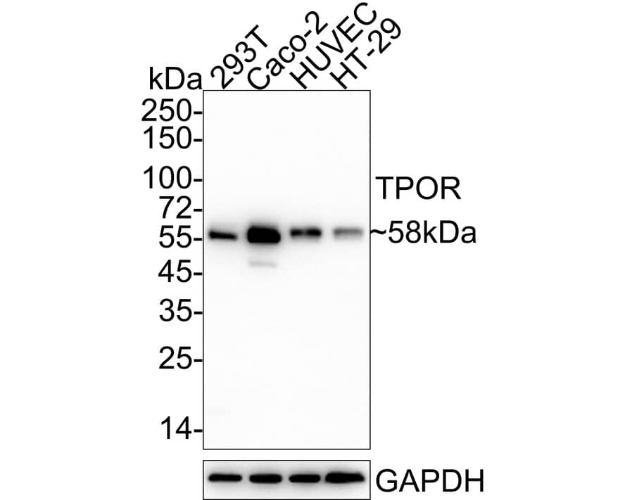 Western Blot: CDC25C Antibody (JE59-53) [NBP3-32173] - Western blot analysis of CDC25C on different lysates with Rabbit anti-CDC25C antibody (NBP3-32173) at 1/1,000 dilution. Lane 1: 293T cell lysate Lane 2: Caco-2 cell lysate Lane 3: HUVEC cell lysate Lane 4: HT-29 cell lysate Lysates/proteins at 20 ug/Lane. Predicted band size: 53 kDa Observed band size: 58 kDa Exposure time: 1 minute; 4-20% SDS-PAGE gel. Proteins were transferred to a PVDF membrane and blocked with 5% NFDM/TBST for 1 hour at room temperature. The primary antibody (NBP3-32173) at 1/1,000 dilution was used in 5% NFDM/TBST at 4C overnight. Goat Anti-Rabbit IgG - HRP Secondary Antibody at 1/50,000 dilution was used for 1 hour at room temperature.