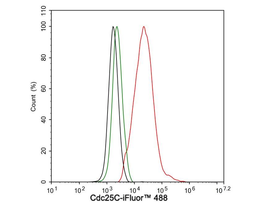 Flow Cytometry: CDC25C Antibody (JE59-53) [NBP3-32173] - Flow cytometric analysis of HeLa cells labeling CDC25C. Cells were fixed and permeabilized. Then stained with the primary antibody (NBP3-32173, 1μg/mL) (red) compared with Rabbit IgG Isotype Control (green). After incubation of the primary antibody at +4℃ for an hour, the cells were stained with a iFluor™ 488 conjugate-Goat anti-Rabbit IgG Secondary antibody at 1/1,000 dilution for 30 minutes at +4℃. Unlabelled sample was used as a control (cells without incubation with primary antibody; black).