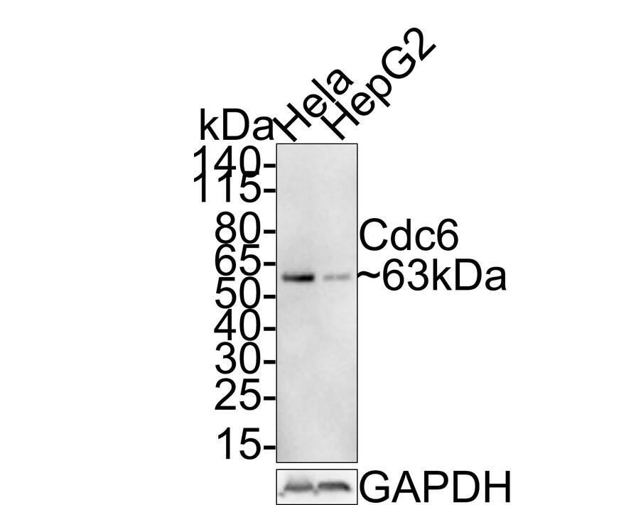 Western Blot: Cdc6 [p Ser54] Antibody (JE59-52) [NBP3-32174] - Western blot analysis of Cdc6 on different lysates with Rabbit anti-Cdc6 antibody (NBP3-32174) at 1/500 dilution. Lane 1: Hela cell lysate Lane 2: HepG2 cell lysate Lysates/proteins at 30 ug/Lane. Predicted band size: 63 kDa Observed band size: 63 kDa Exposure time: 3 minutes; 4-20% SDS-PAGE gel. Proteins were transferred to a PVDF membrane and blocked with 5% NFDM/TBST for 1 hour at room temperature. The primary antibody (NBP3-32174) at 1/500 dilution was used in 5% NFDM/TBST at room temperature for 2 hours. Goat Anti-Rabbit IgG - HRP Secondary Antibody at 1:200,000 dilution was used for 1 hour at room temperature.