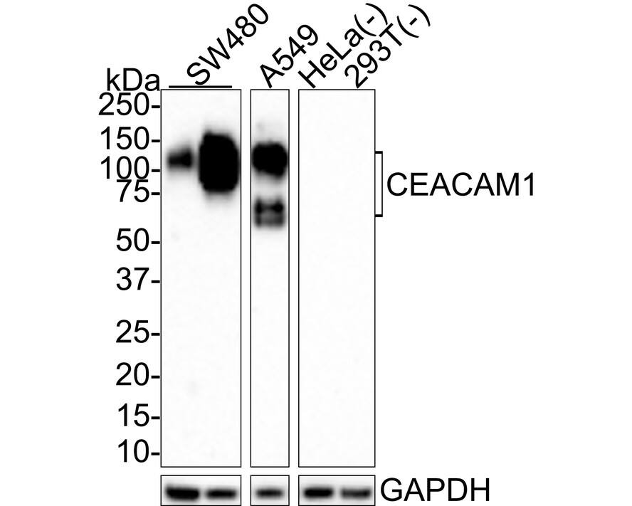 Western blot analysis on different lysates with NBP3-32177 at 1/1,000 dilution. Lane 1: SW480 cell lysate (20 µg/Lane) Lane 2: SW480 cell lysate (no heat) (20 µg/Lane) Lane 3: A549 cell lysate (20 µg/Lane) Lane 4: HeLa cell lysate (no heat) (negative) (20 µg/Lane) Lane 5: 293T cell lysate (negative) (20 µg/Lane) Notice: no heat means the lysate is not boiled. Predicted band size: 58 kDa Observed band size: 58-150 kDa Exposure time: 2 minutes; 4-20% SDS-PAGE gel. Proteins were transferred to a PVDF membrane and blocked with 5% NFDM/TBST for 1 hour at room temperature. NBP3-32177 at 1/1,000 dilution was used in 5% NFDM/TBST at room temperature for 2 hours. Goat Anti-Rabbit IgG [HRP] Secondary Antibody at 1/100,000 dilution was used for 1 hour at room temperature.